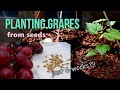 Growing Grapes from Seeds