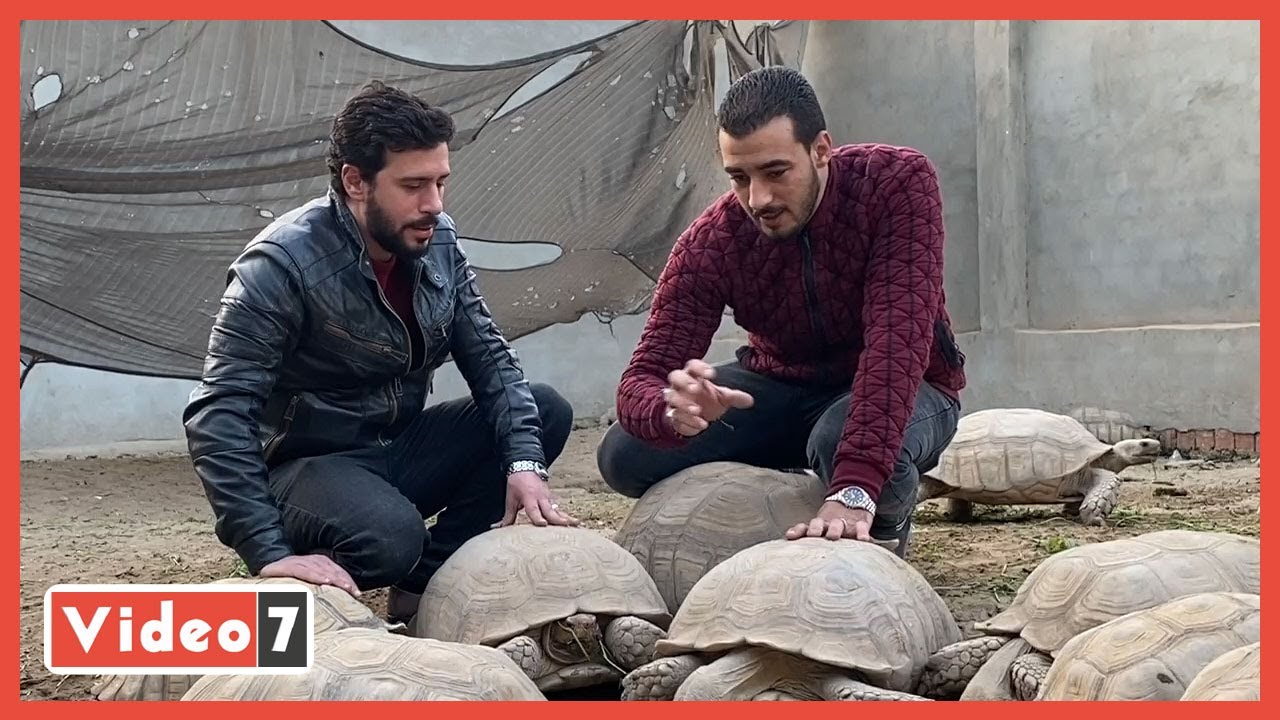 بيزنس الدولارات🧞‍♂️ .. تجارة السلاحف 🐢 فى مصر رابحة.. حمادة صلاح: بصدر لدول أوروبا وآسيا