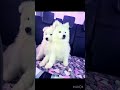 Новые друзья, будущие напарники на рыбалке. #самоеды #самоедскаясобака #нарыбалкессобакой