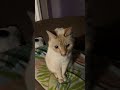 New Jeans Kitty update