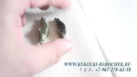 3  как отличить созревшую и несозревшую куколки