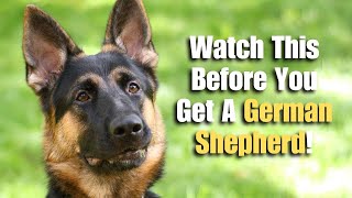 Are German Shepherds Good For First Time Owners?