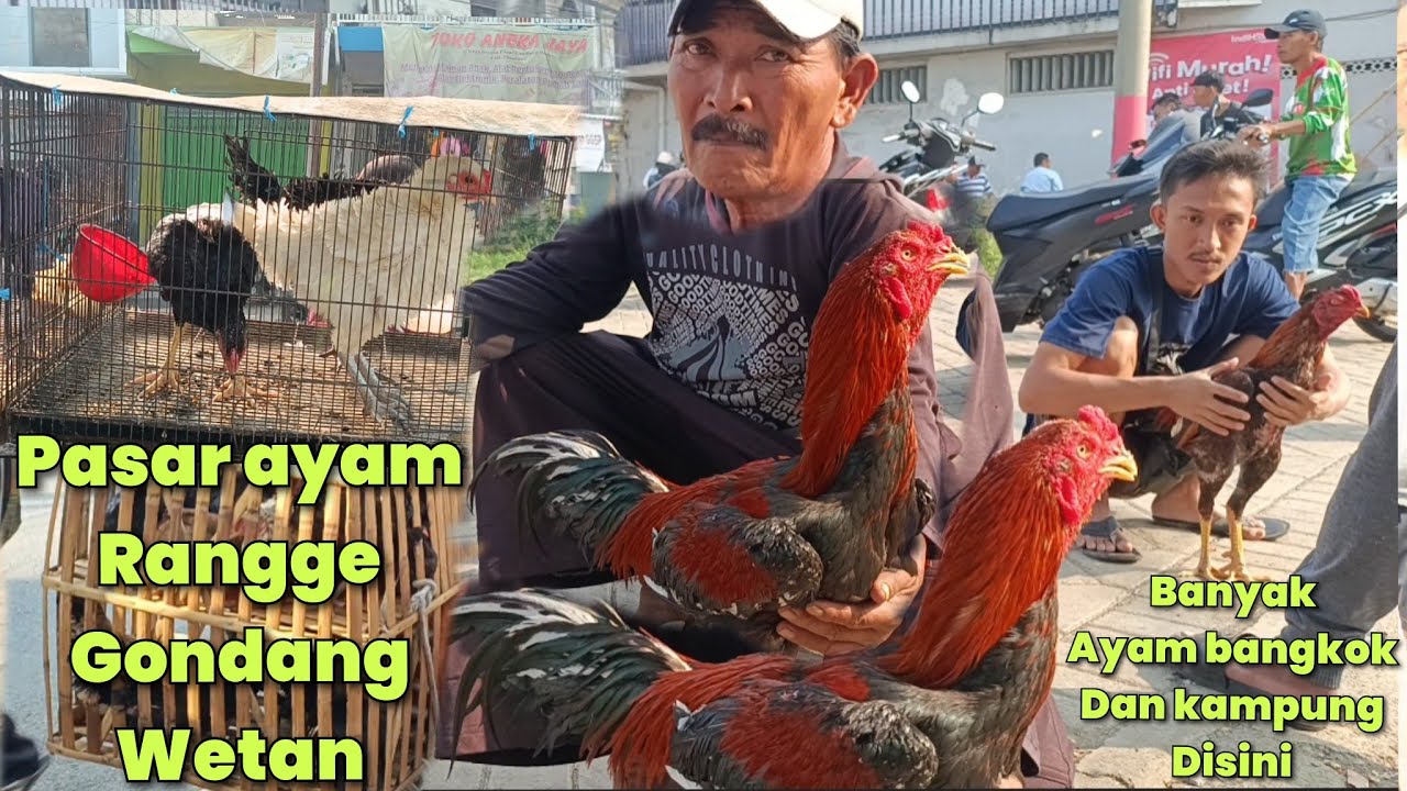 PASAR RANGGE GONDANG WETAN HARGA TERBARU AYAM BANGKOK AYAM KAMPUNG BEBEK BURUNG DAN MARMUT