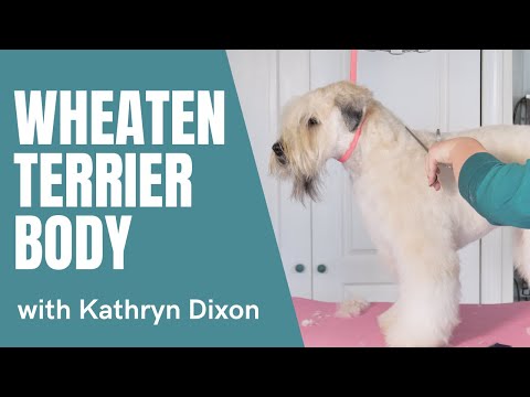 Video: El corte de pelo tradicional de Soft-Coated Wheaten Terrier