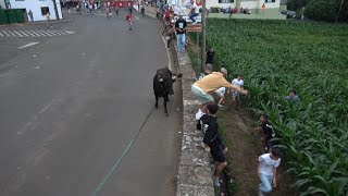 Tourada à corda in Fontinhas, 29 July 2025