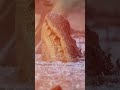 Frozen Alligator in the Ice