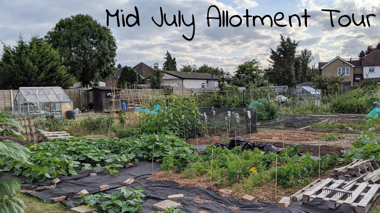Mid July Allotment Garden Tour UK - Will I have Carrots for Christmas?