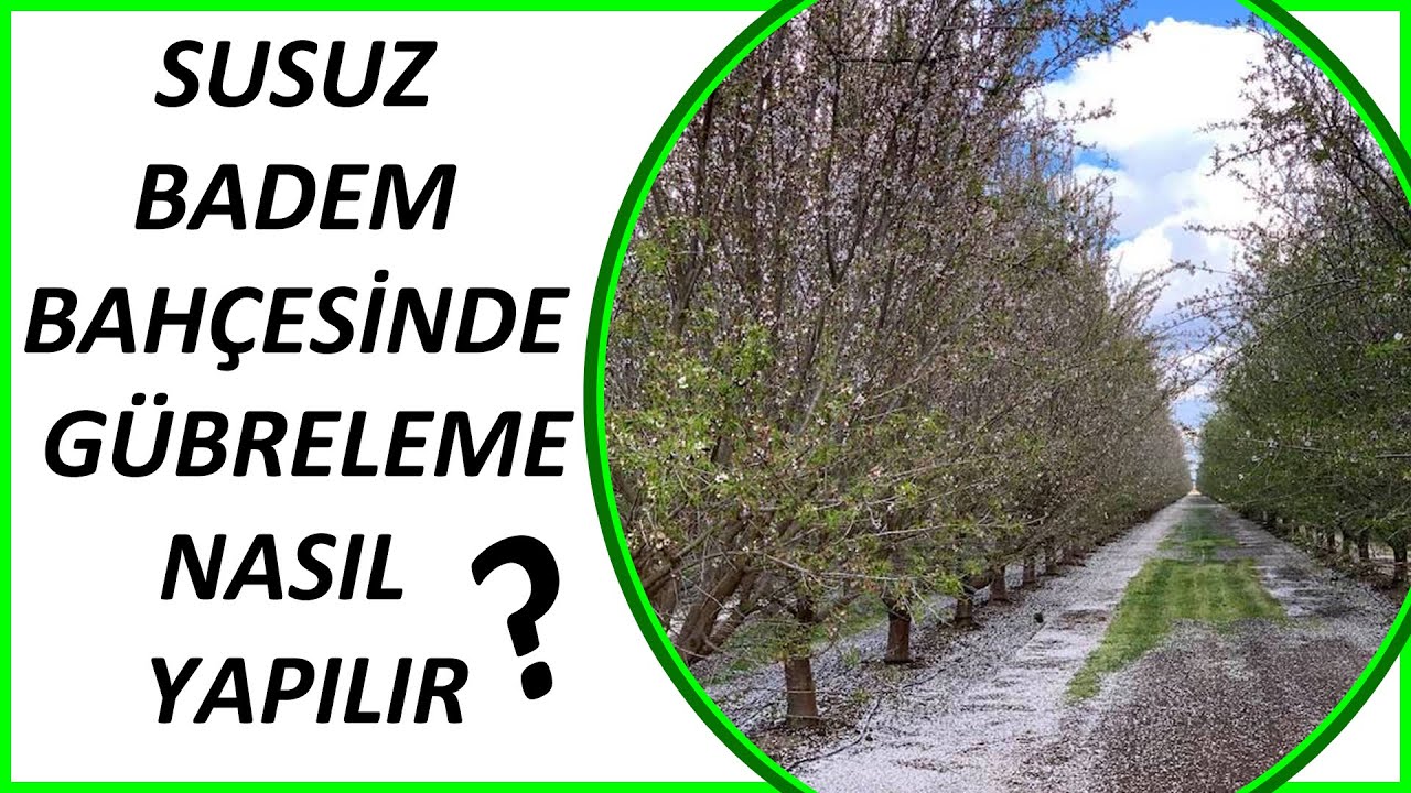 SUSUZ ARAZİYE DİKİLECEK BADEM BAHÇESİNE NASIL BAKILIR ?