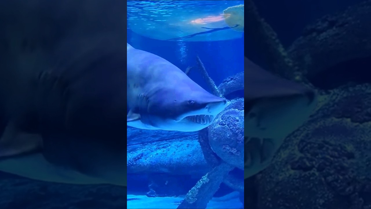 Sharks, Stingrays and Downed Flier. Travel in Turkey