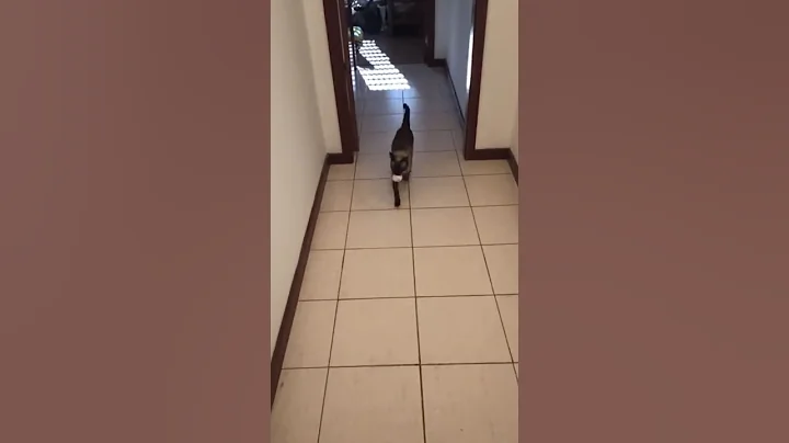 Watch the video about Siamese cat fetching ball practice - Meimei being smart, playing fetch #shorts #funny #cute