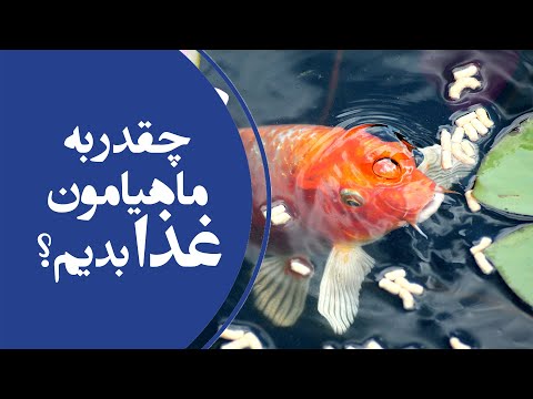 تصویری: آیا ماهی ها باید ماهی بخورند؟