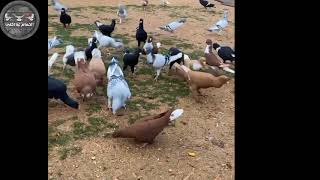 سهرة حمام الصبابة من حلال الأخ محمد اللومان ابو سالم سوري يقيم في تركيا beautiful pigeons of Levant
