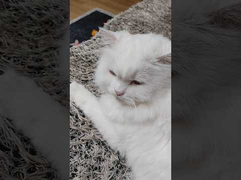고마해라!! #cat #냥춘기 #cute #고양이쇼츠 #고양이 #고양이브이로그