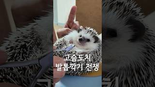 고슴도치 발톱깍기 전쟁