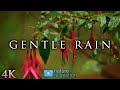 4K Gentle Rain - Soothing Nature Scenes for Relaxation, Sleep, White Noise