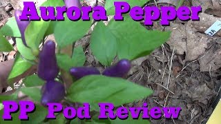 AURORA PEPPER, Capsicum annuum, POD REVIEW PEPPER