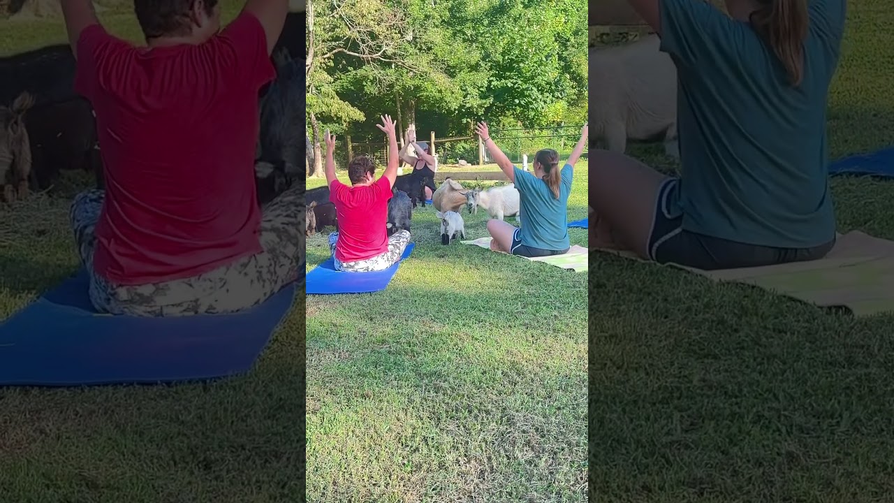 Goat Yoga is so much fun! 