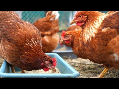 Vidéo: Poules D'élevage: Régime Pour Pondeuses