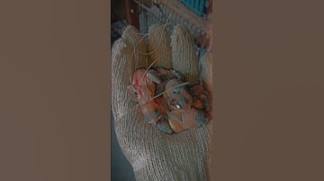 Java Chicks #foryou #birds #viralvideo #java  #jajanankekinian