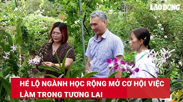 Hé lộ ngành học rộng mở cơ hội việc làm trong tương lai | Báo Lao Động