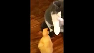 funny videos graciosos de animales funny animals 面白い猫  Gatos graciosos