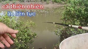 câu cá thiên nhiên miền tây | câu trúng ổ cá nục giật mỏi tay lên hàng liên tục