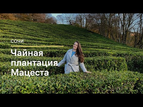 СОЧИ. Чайная плантация Мацеста. Экскурсия в Сочи с маленьким ребёнком. Как растёт чай?