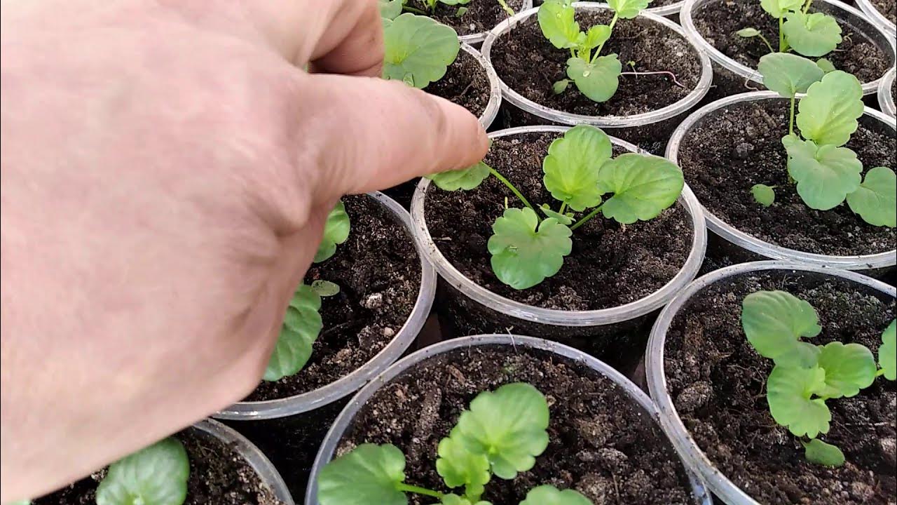 подкормка петунии. первая подкормка петунии. пикирование бегонии. тощая рассада петунии. полив рассады петунии.