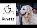 A Kuvasz kutya fajta bemutató - DogCast TV S02E03 の動画、YouTube動画。