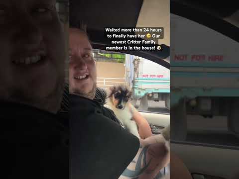 Our fur family just got bigger — welcome to the Critter family, Chippy! #australianshepherd #puppy