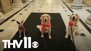Dogs bring happiness to Capitol Hill