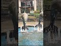 slow motion of water fountain #shortvideo #shorts #waterfall