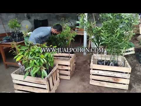 Bibit Durian Musang King Berkualitas, Panen Lebih Cepat! (Proses Packing)