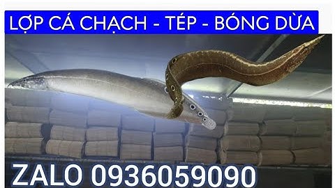 Lợp cá chạch. Lợp tép. Lợp cá bóng dừa. Bán lợp cá chạch. Bán lợp tép. Bán lợp cá bóng dừa.