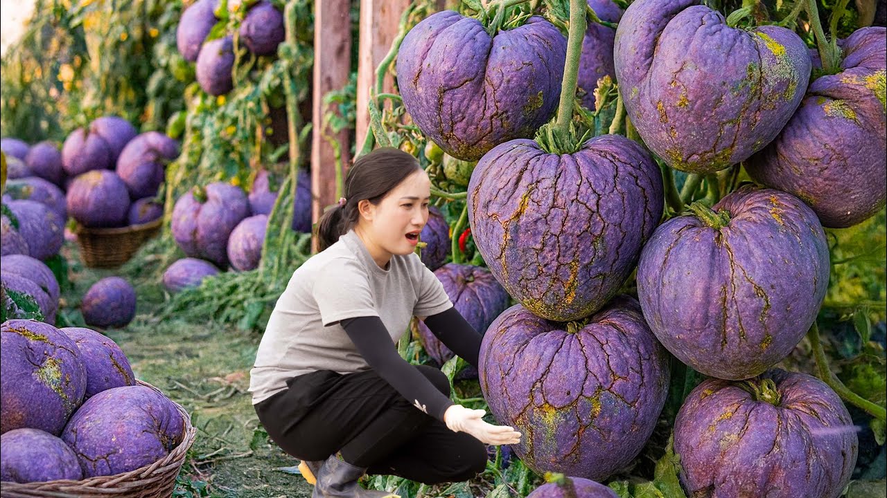 Harvesting Giant Wild Eggplant - Ancient Crispy Eggplant Recipe Shocks Everyone