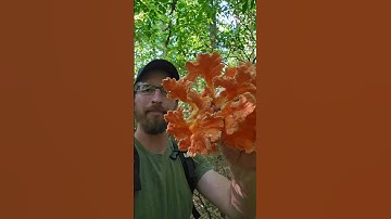 Fungus hunting & cooking