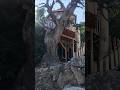 casa del árbol