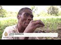 U Zimbabveu pripreme za saslušanja o masakrima počinjenim 1980-ih