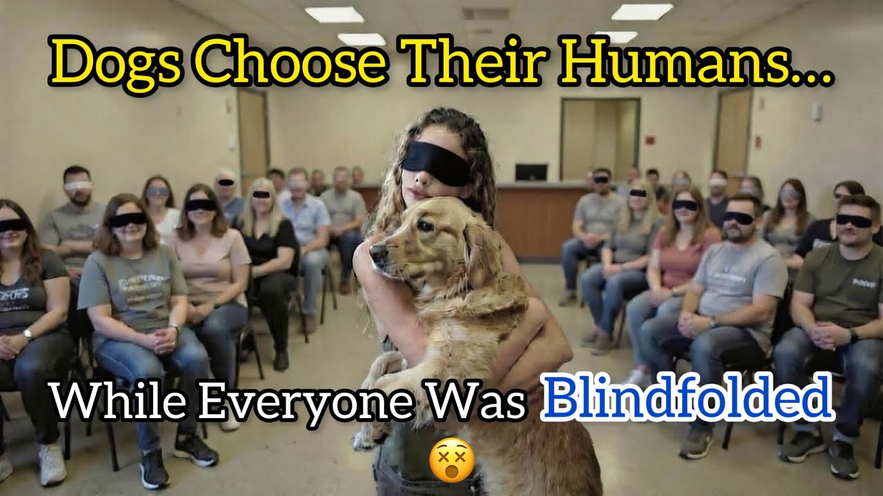 A Story Where Dogs Choose Blindfolded Humans😵