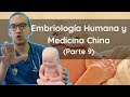 Embriología Humana desde la Medicina Tradicional China ( Parte 9) | Acupuntura para párvulos