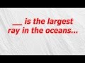 is the largest ray in the oceans (CodyCross Crossword Answer)