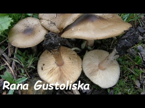 Video: Je li russula brevipes jestiva?