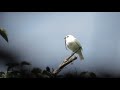 White Bellbird! World Loudest Bird! 👂