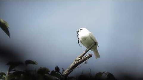 White Bellbird! World Loudest Bird! 👂