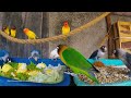 Lovebird Meal Time - June-18-2020