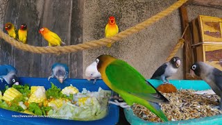 Lovebird Meal Time  June182020