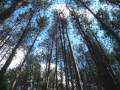 Appalachian Trail: Hiker Memories 2009