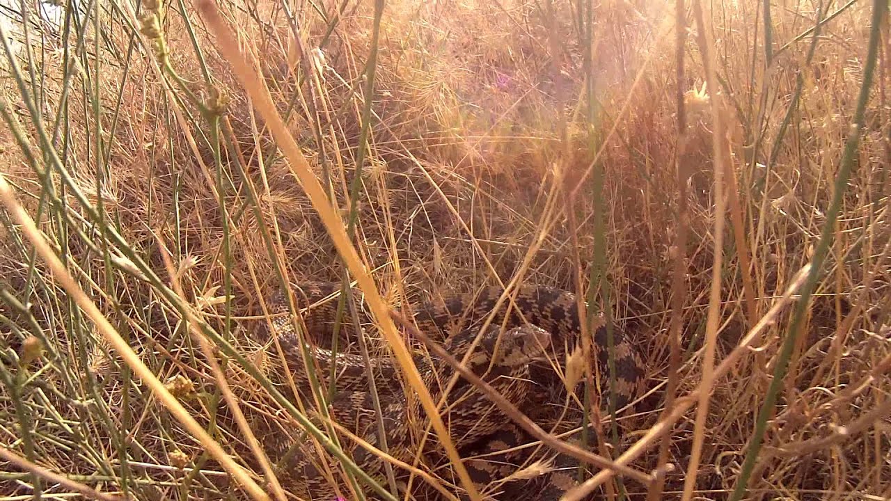 camera iphone 8 plus apk 5- 6 footer gopher snake