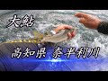【鮎釣り】高知県 奈半利川で大鮎釣り❗
