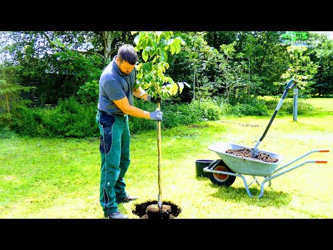 Video: Was kann ich in einen Baumstumpf pflanzen?